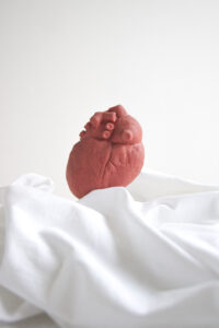 anatomische Herz auf weißem Hintergrund - Hintergrundbild von Kardiologe Univ. Doz. Dr. Johann Pollak