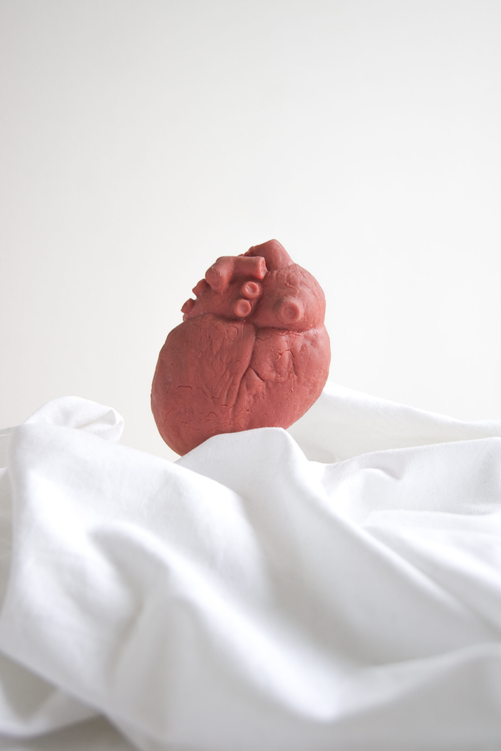 anatomische Herz auf weißem Hintergrund - Hintergrundbild von Kardiologe Univ. Doz. Dr. Johann Pollak